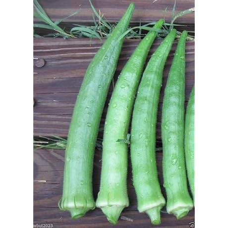 Nombo Giant Philippine Okra, Bhindi, Gumbo Extra-long Lady's Finger Seeds