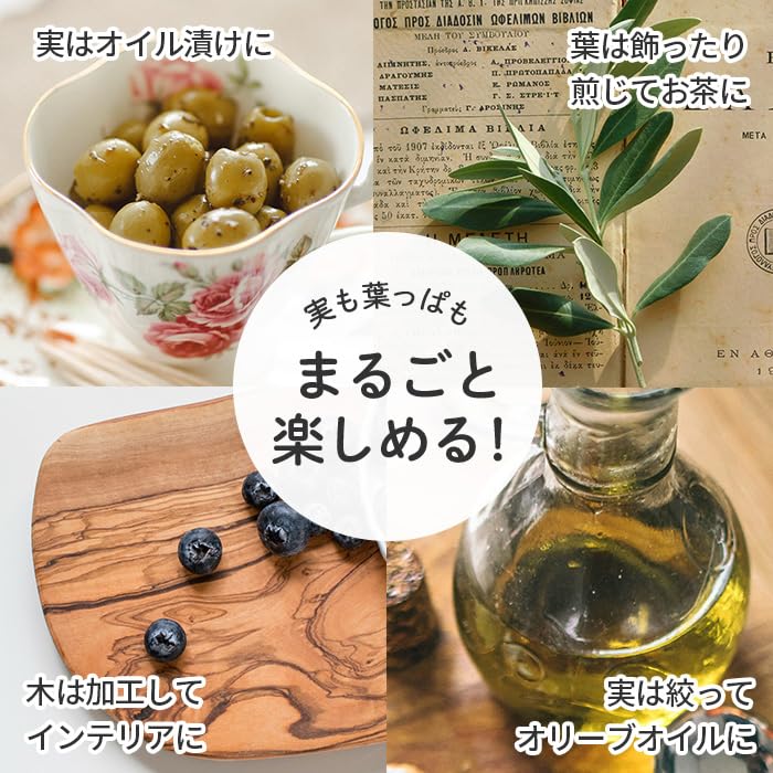 Amazon｜実付きオリーブ コロネイキ 4号鉢 鉢植え 観葉植物 オリーブの