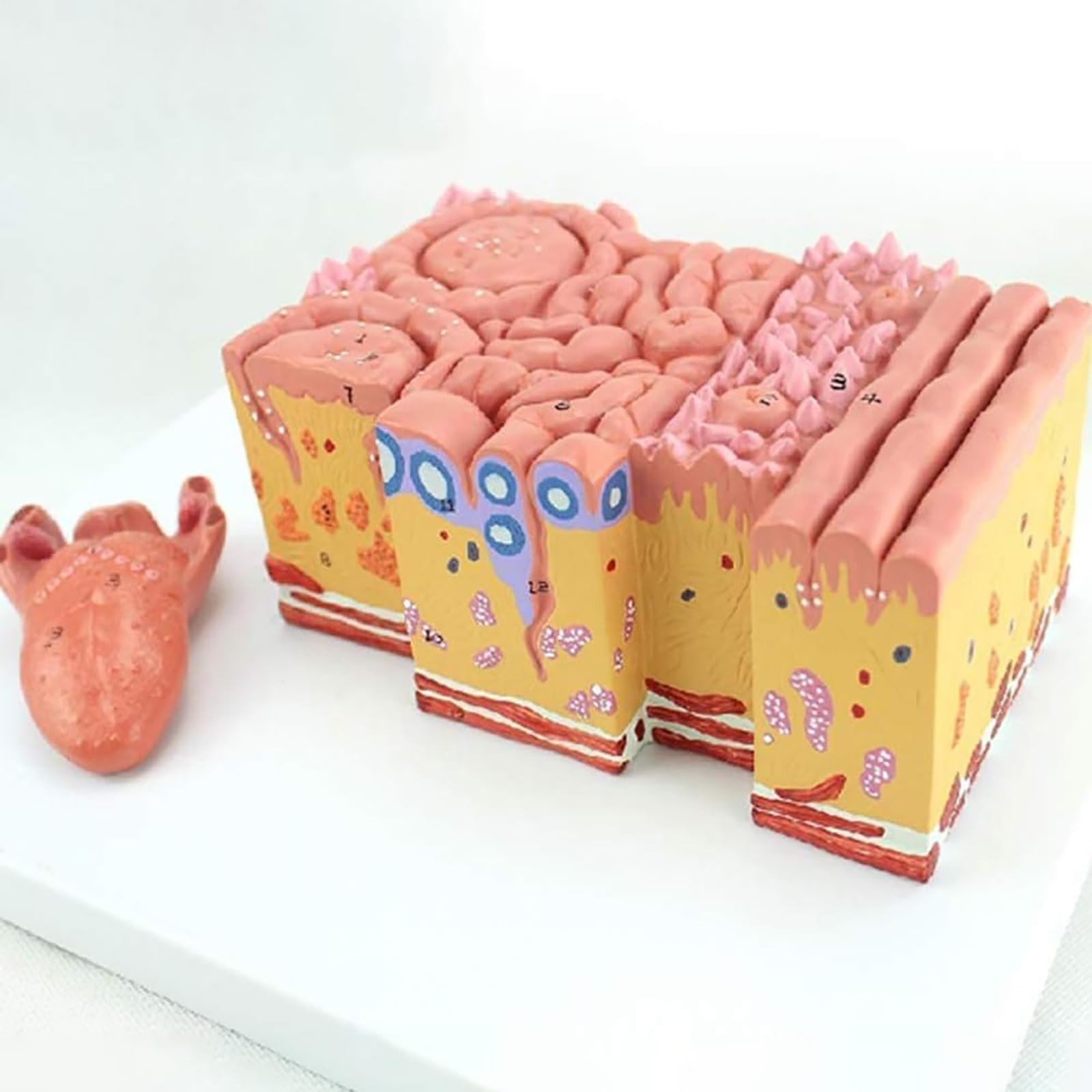 GTHTUHFD Tongue Teeth Anatomy Model, Medical Teaching Model, Enlargement Model, Human Organ Model Enlarged Model For Medical Teaching