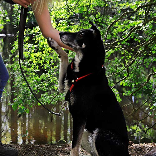lionto Hundehalsband aus strapazierfähigem Nylon für Hundetraining, Länge 45 cm, 1 cm Dicke, Zugstopp Halsband für Hunde, Lederimitat mit Metallring & Anpassung durch stufenlosen Schieber, rot