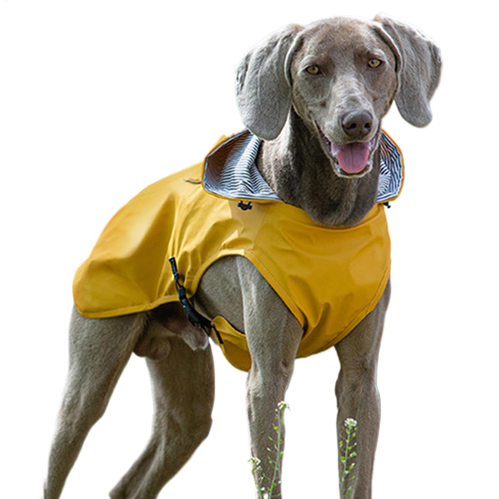 Veste de pluie à capuche pour chien pour éviter l'odeur de poil mouillé après la promenade