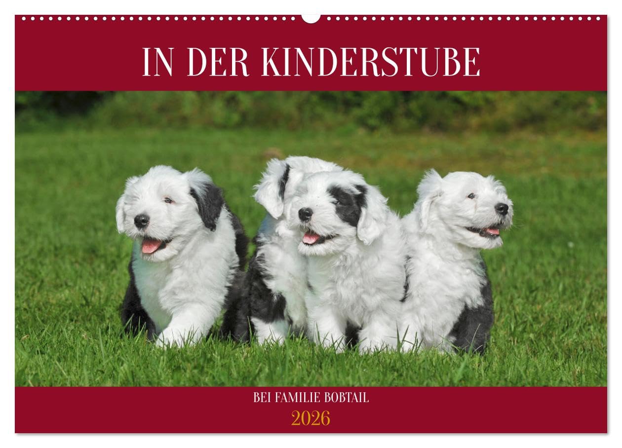 In der Kinderstube bei Familie Bobtail (Wandkalender 2026 DIN A2 quer), CALVENDO Monatskalender: Einblicke in die Bobtail-Kinderstube auf 12 bezaubernden Bildern (CALVENDO Tiere)