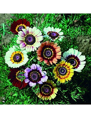 Golden Hills Farm® (AVG 200-1000) seeds Chrysanthemum Carinatum Sunshine seeds (B085X1J5G4) Amazon Price History, Amazon Price Tracker