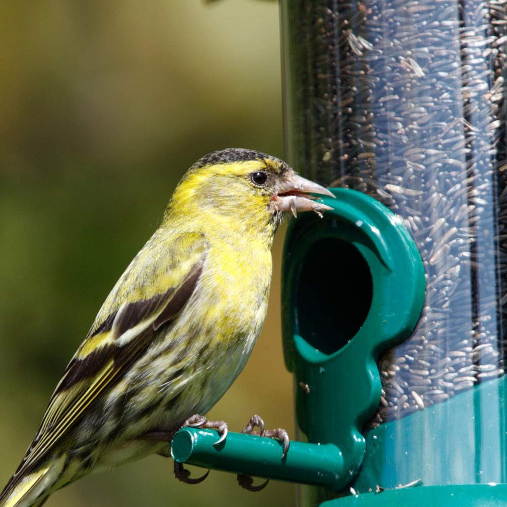 AVI Crave Niger Seeds for Birds (1500 grm) (B07KPMBNQF) Amazon Price History, Amazon Price Tracker