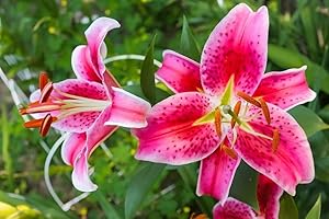 Stargazer Lily Bulbs for Effortless Beauty in Your Garden