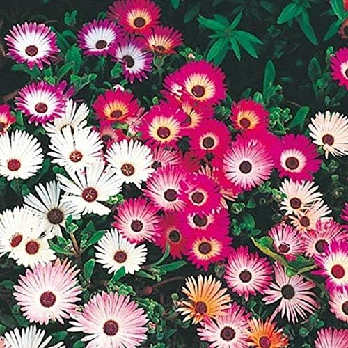 Ice Plant Seeds (40 Seed Pack) Patio, Lawn & Garden