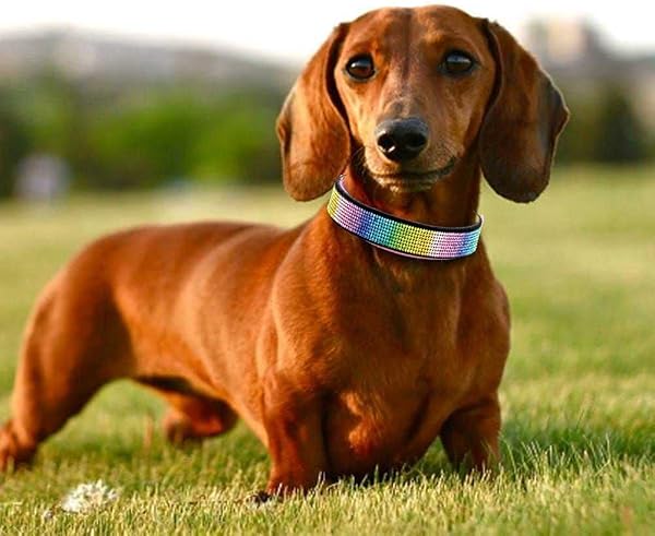Cute Dazzling Sparkling Elegant Fancy Soft Suede Leather Bling Rhinestone Crystal Jeweled Pet Cat Dog Puppy Collar Dog Leash Combo Set (S, Black-2) - 5