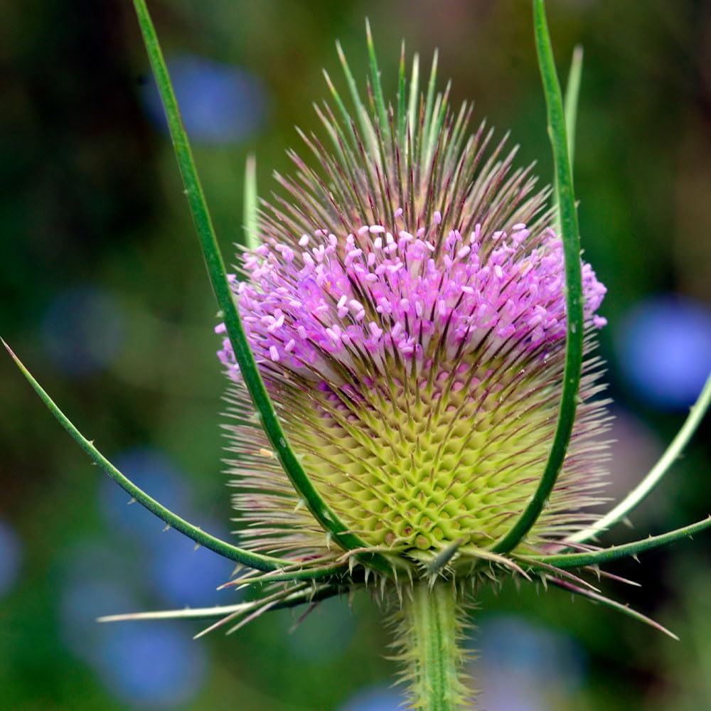 Teasel Wildflower Seeds – Spikey Pink Flowers – RHS Plants for Pollinators – Hardy Biennial – for Your Beautiful Garden