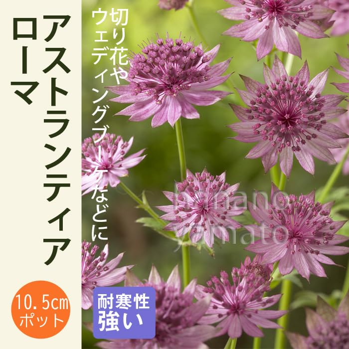 Amazon.co.jp: 宿根草 苗 アストランティア ローマ 10.5cmポット