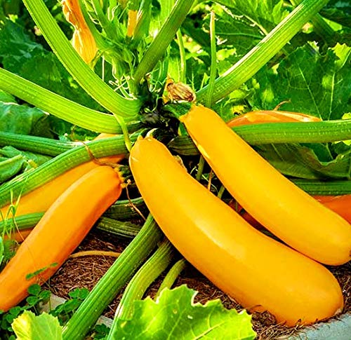 Zucchini Yellow Vegetable Seeds Pack of 70 Seeds F1 Hybrid For Your Home Plant and Gardening This Seeds Prepared Like Organic (B08L7JSDL5) Amazon Price History, Amazon Price Tracker