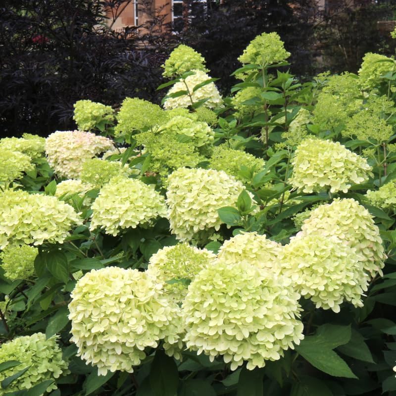 2-Pack Limelight Hydrangea Live Plants | 12-24 Rooted Cuttings | Cold-Hardy Panicle Flowering Shrub | Robust Plants for Home Garden Borders | Dormant Plant