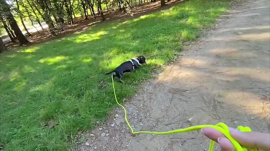 Looplijn voor honden, 10 m, waterdichte hondenlijn, ronde lijn zonder lus, veilige vrijloop-trainingslijn, roze, tot 35 kg