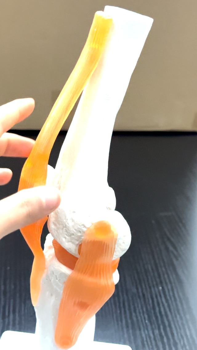Image of Knee Joint Model, Human Knee Joint Model with Knee Ligaments, Life-Size Anatomical Knee Joint Flexible Bone Model, Ideal for Medical Learning and Teaching
