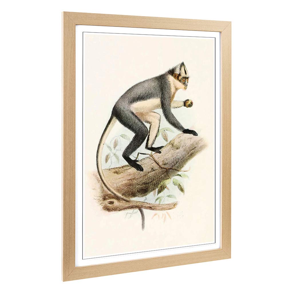 Big Box Art Framed Print of Vintage Smit. Joseph Thomas's Douc Design | Wall Art Picture | Home Decor for Kitchen, Living Room, Bedroom, Hallway, Oak, A2 / 24.5x18 Inch / 62x45cm