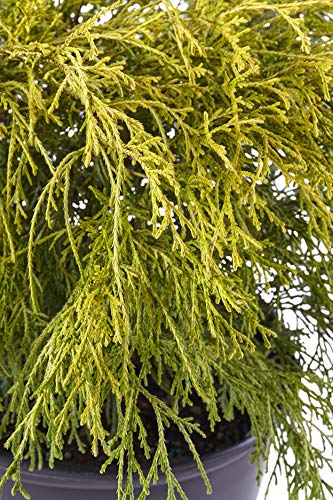 Shrub Gold Mop Cypress 2.25 Qt, 1 Gallon, Golden #TOP1