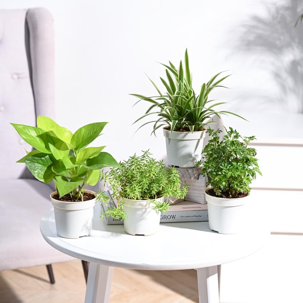 Plantoos Combo of 4 Indoor Live Plants for Home Decor with Pot - Sedum Golden,Aralia Golden,Spider,Golden Money Plant (B0BJTLSSKN) Amazon Price History, Amazon Price Tracker