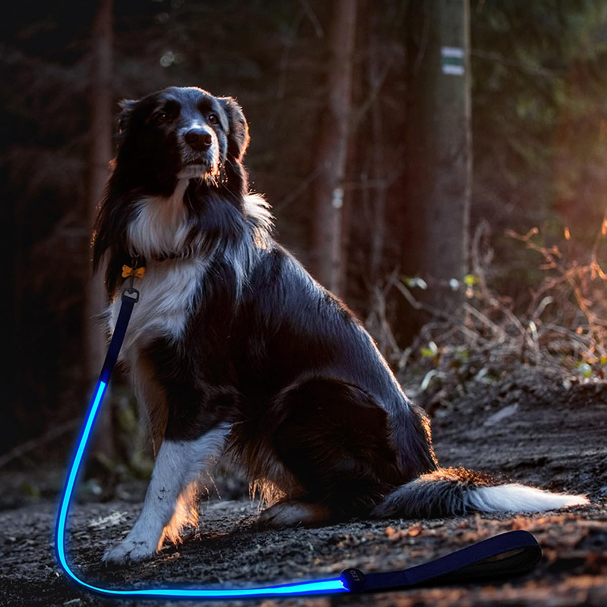 Luminoso Correa de Perro con Luz 1.2m Correas para Mascotas Recargable Visibilidad LED Correa para Perros Caminata Nocturna (Rojo)
