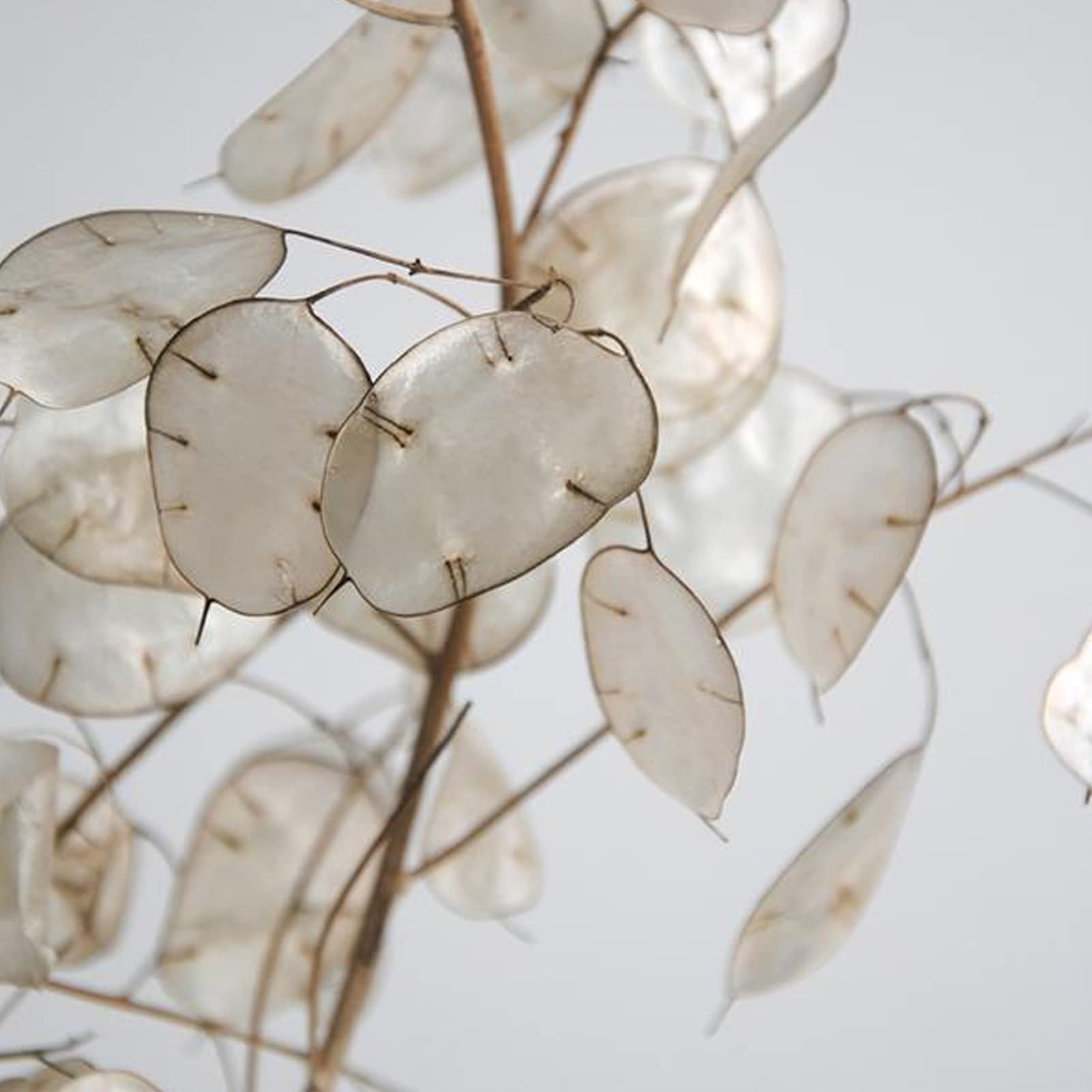 Saterkali Efeutute-Samen, 100 Stck/Beutel Efeutute-Samen Biennale  Landschaftsgestaltung Drreresistente Ehrlichkeit Silber-Dollar-Pflanze  Blumensamen Gartenbedarf White : Amazon.de: Garten