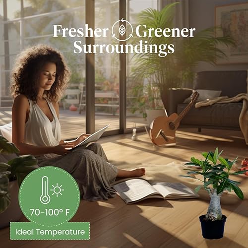 Miniatura 4 de American Plant Exchange Planta de rosa del desierto de floración individual, planta de interior con flores rosadas, maceta para decoración del hogar