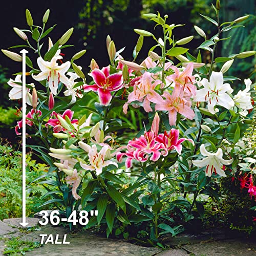 Garden State Bulb Mixed Oriental Lily Flower Bulbs, 14/16cm, Spring Planting (Bag of 10) - Thumbnail 4