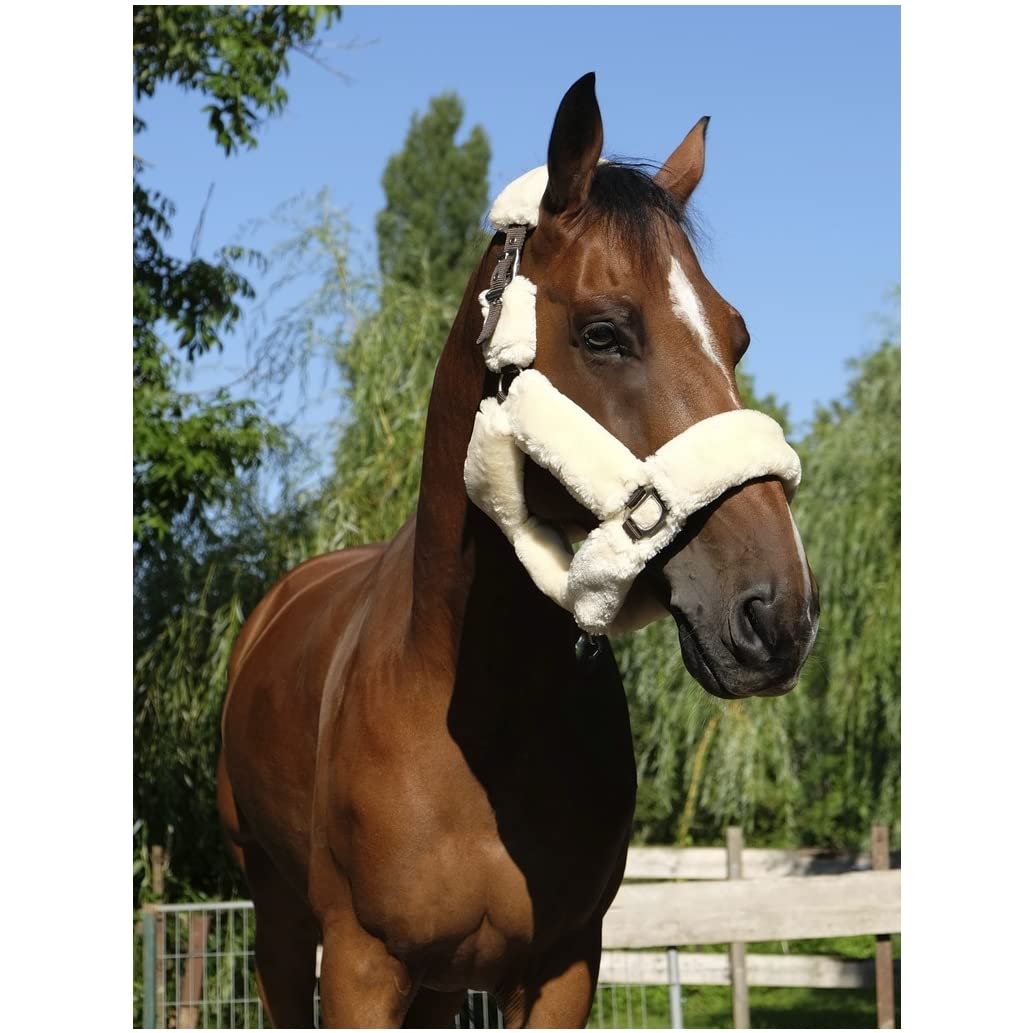Equience Halfter Teddy ? Farben ? Schokobraun Größe ? Pferd