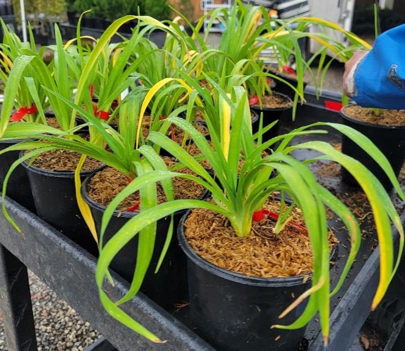 Ming Toy Daylily - Live Plant - (2.5 QT)