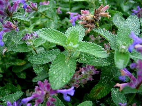 Miniatura 7 de Semillas de hierba gatera para plantar más de 100 semillas para plantar bálsamo de campo de hierba gatera sin OMG