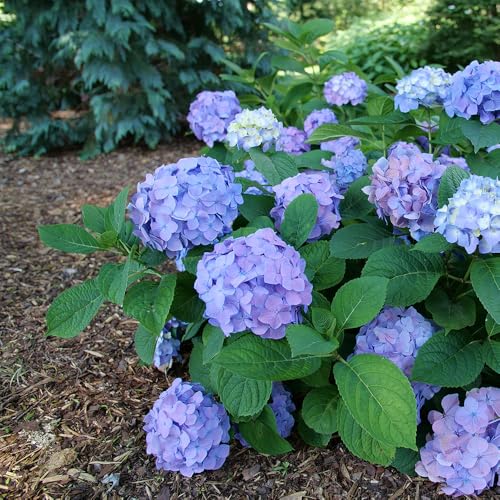 2 Gal. Proven Winners Let\'s Dance Skyview Hydrangea Shrub