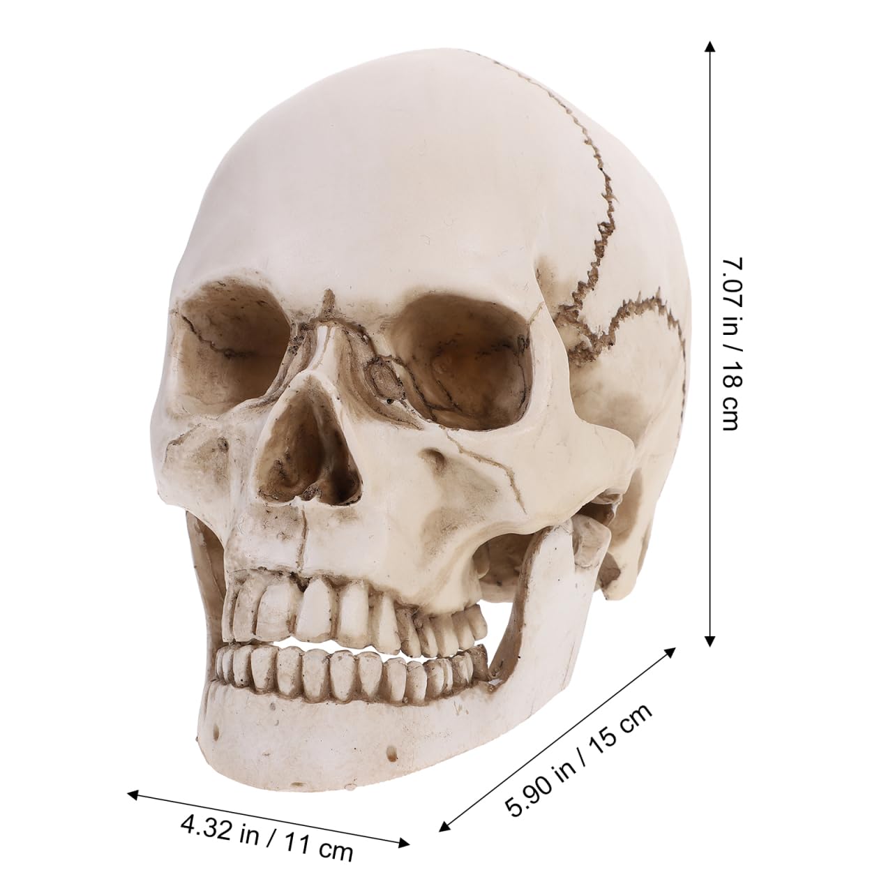 Amosfun ModèLe De CrâNe Humain 1:1 en RéSine Squelette Anatomique RéAliste pour l'enseignement Et La Recherche MéDicale Reproduction DéTails PréCis pour Les ÉColes Et Collections