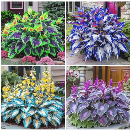 315+ Perennial Hosta Seeds for Planting Outdoor Garden