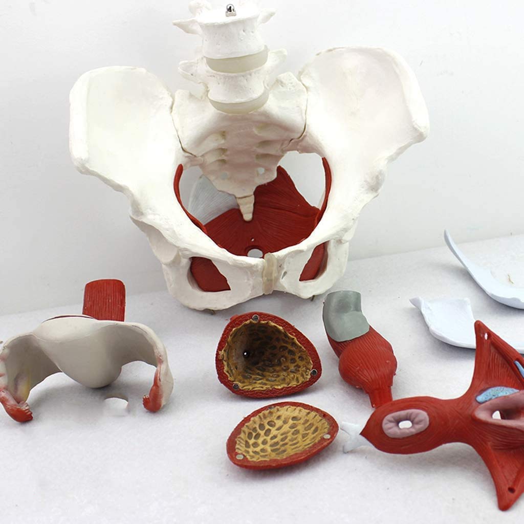 Sjdopulse Women's A Pelvic Floor Muscle Model - Life Size Pelvis Model - Medical Natomical Pelvic Structure Model - Pvc Material - For Study Display Teaching Medical Model (A)