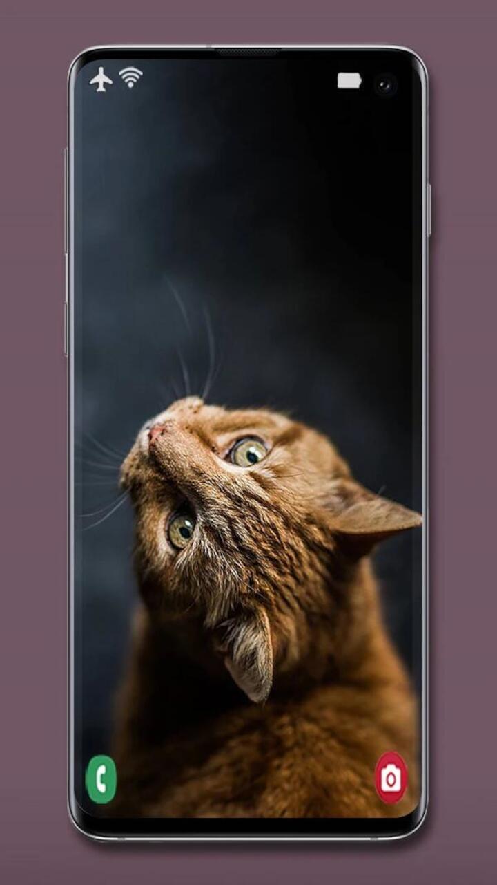 Animal Screensaver For for Android