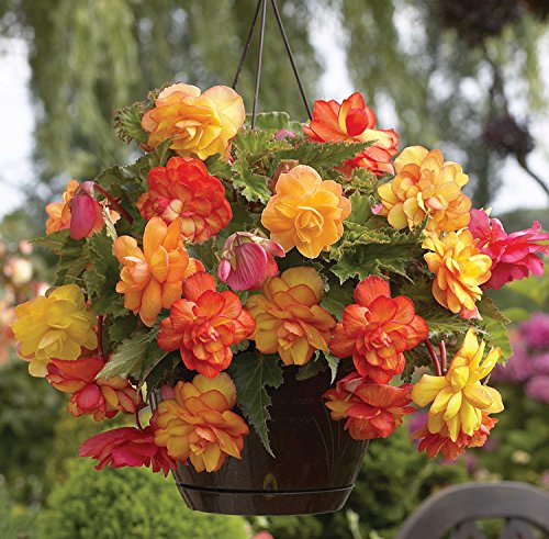 Van Zyverden Golden Balcony Hanging Basket Begonias Bulbs (Set of 5), Yellow Orange