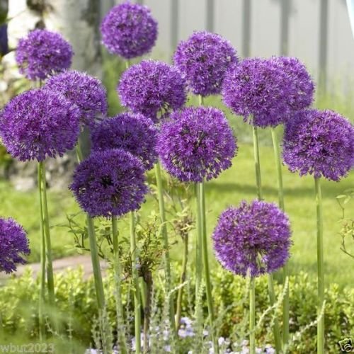 10 Allium Bulbs - "Purple Sensation" Perennials Bulbs , Now Shipping