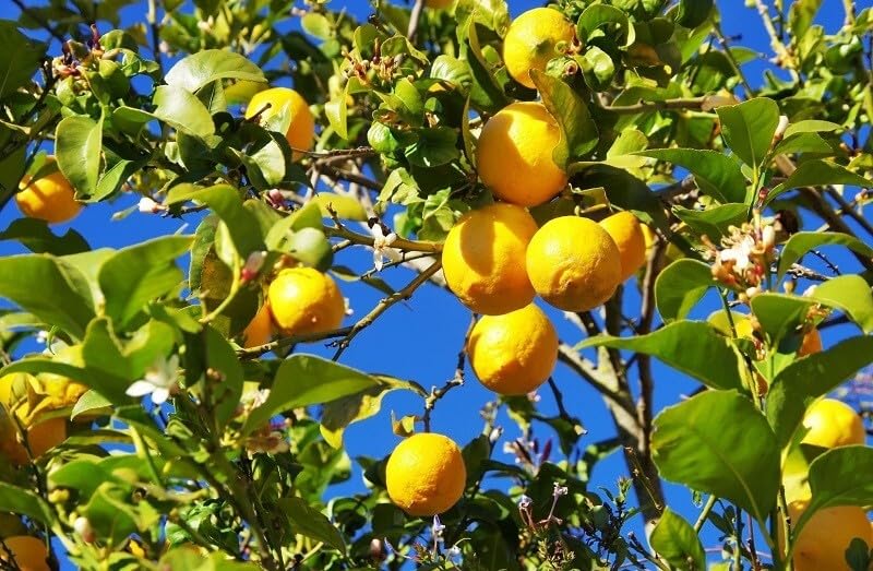 “Meyer Lemon” Tree Fruit Bush Citrus Plants Dwarf Citrus Rooted Establish 1x Plants