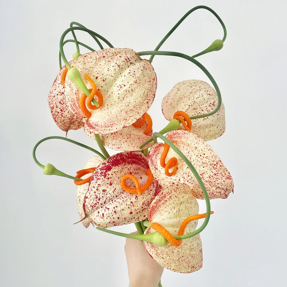 30 pcs Anthurium clarinervium samen - zimmerpflanzenfr Wohnzimmer, Bro  und Schlafzimmer flamingoblume, balkon dekoschattenpflanzen  pflanzensamenfensterbank deko garten geschenkeinfach : Amazon.de: Garten