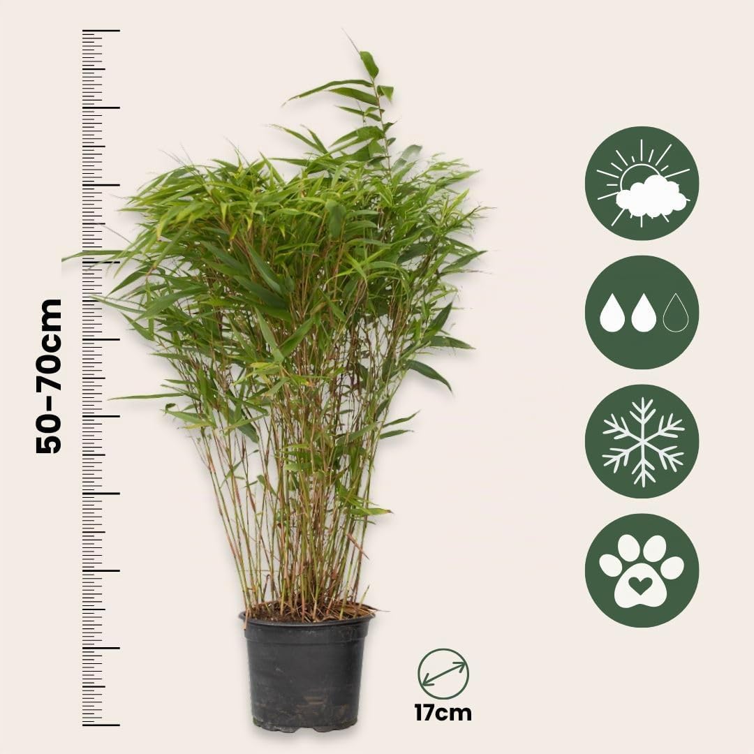 Plant in a Box - Fargesia nitida ‘Gansu’ - Bambú No Invasivo de Jardín - Set de 6 Plantas para Setos - Altura 50-70 cm - Maceta 17 cm