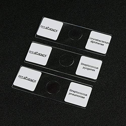 Lames de microscope bactéries maladies animales préparation microbiologie