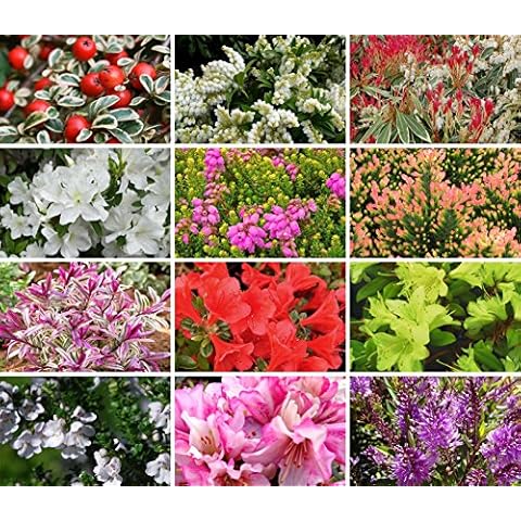 12 Mixed Small Garden Shrub Variety Pack Cover