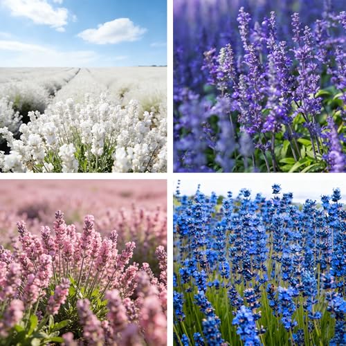 Lavender Seeds for Planting, Rare 500+ Lavender Seeds, Perennia Fragrant