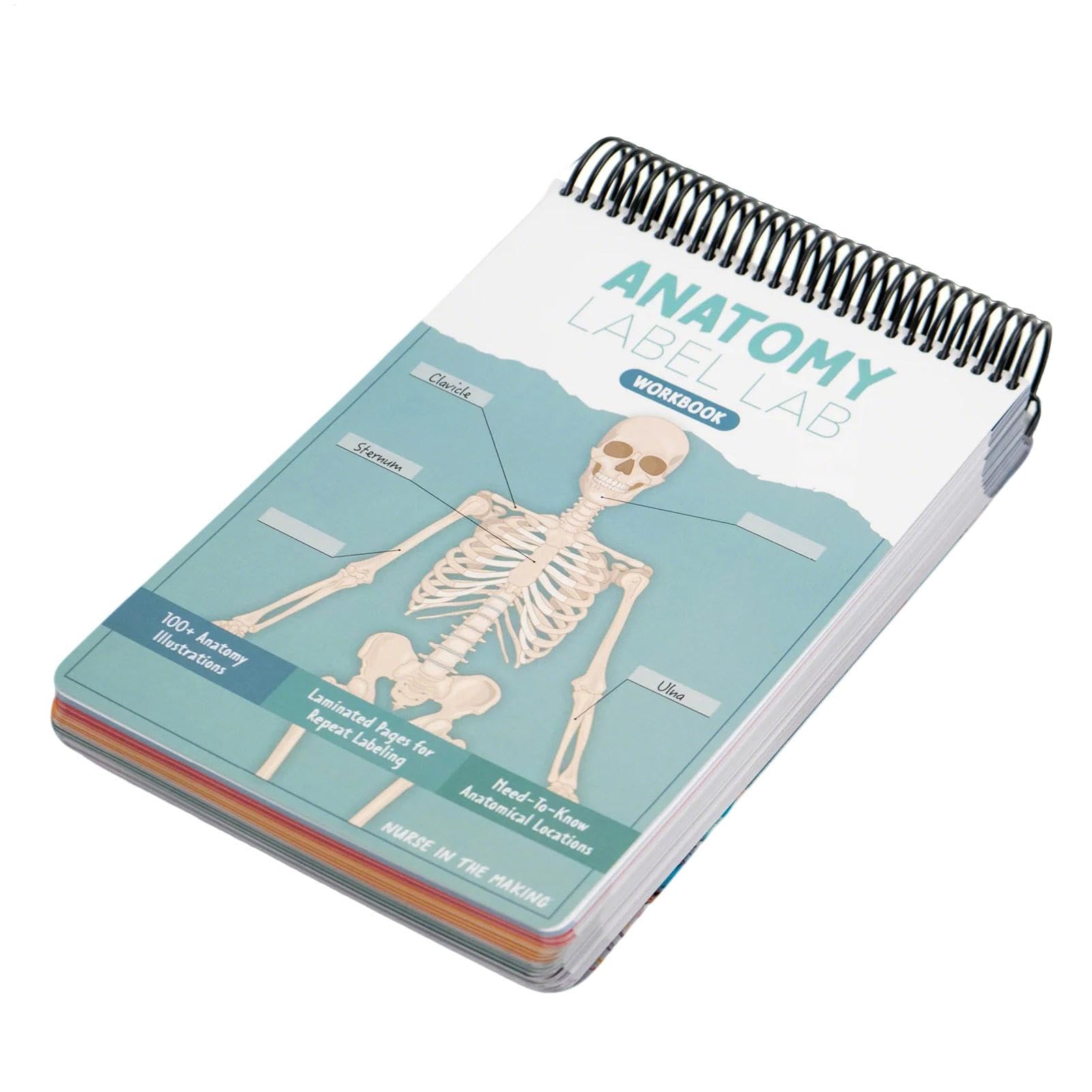 Anatomy Label Book 100 Full-color Dry-erase Pages With Human ...