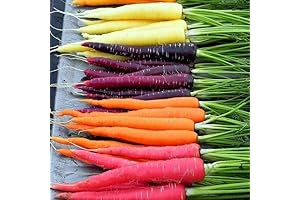 Certified Organic Rainbow Carrot Seeds for Planting