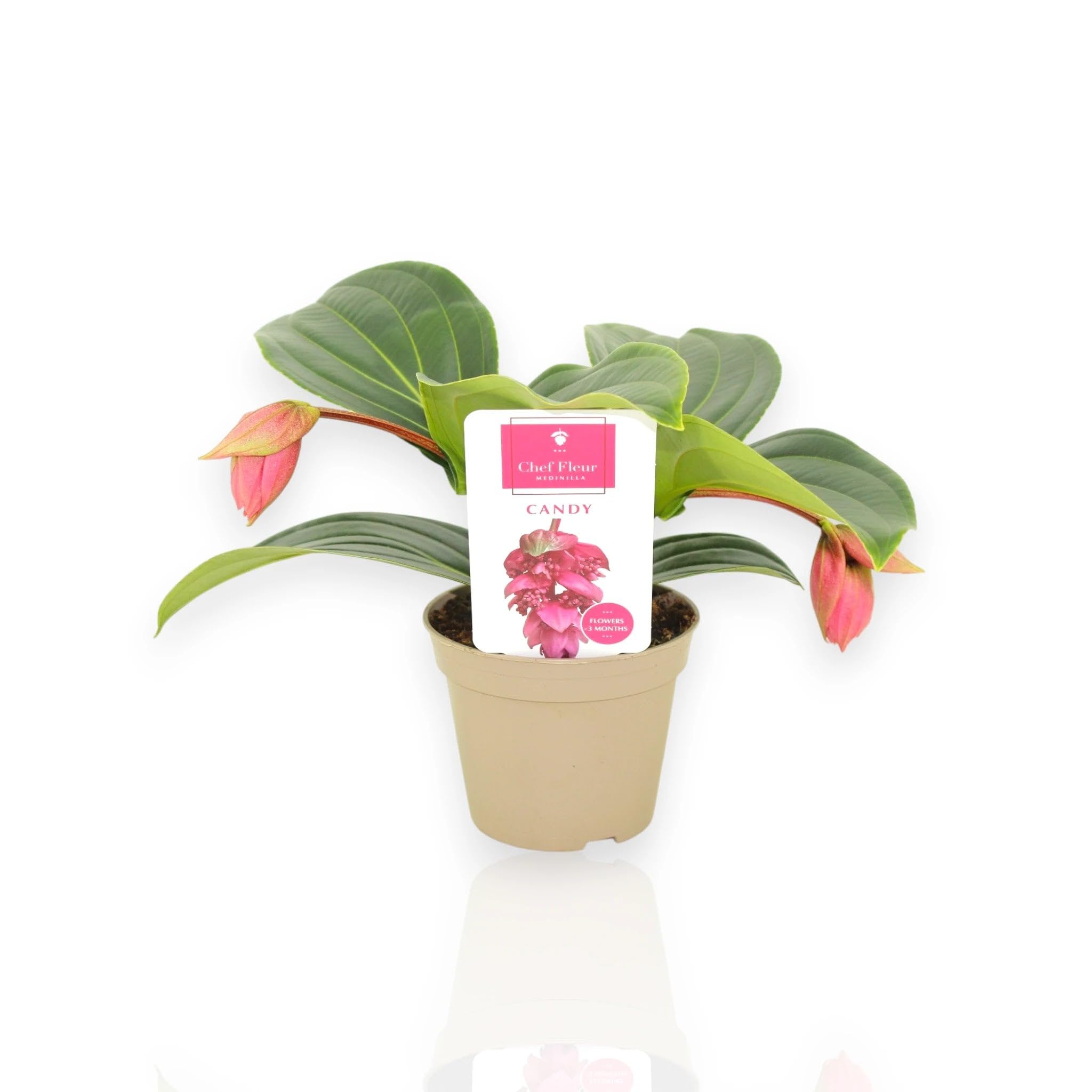Medinilla Magnifica Pianta da Interno, Colore Rosa Intenso e Verde, 60 cm, Vaso 17