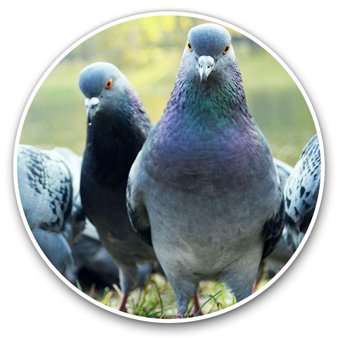 Vinyl Stickers (Set of 2) 7.5cm - Flock of Pigeons Bird Pigeon #15735