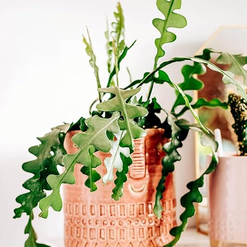 Fishbone Cactus Plant Live, Epiphyllum Cactus Live Succulent, in 4" Pot