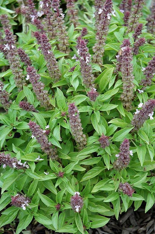 Image of Thai Basil Seeds for Planting for Home Kitchen Garden (Thai Basil)