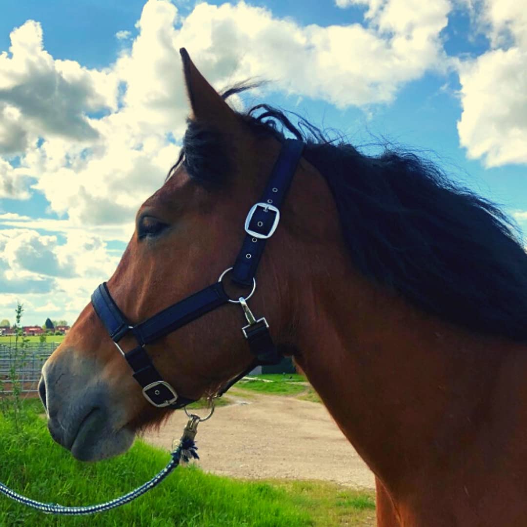 Cabestro para caballos de sangre fría, cabestro xxfull, cabestro ajustable con 2 compartimentos en la correa de la barbilla y la nuca (negro y azul, XFull (sangre fría))