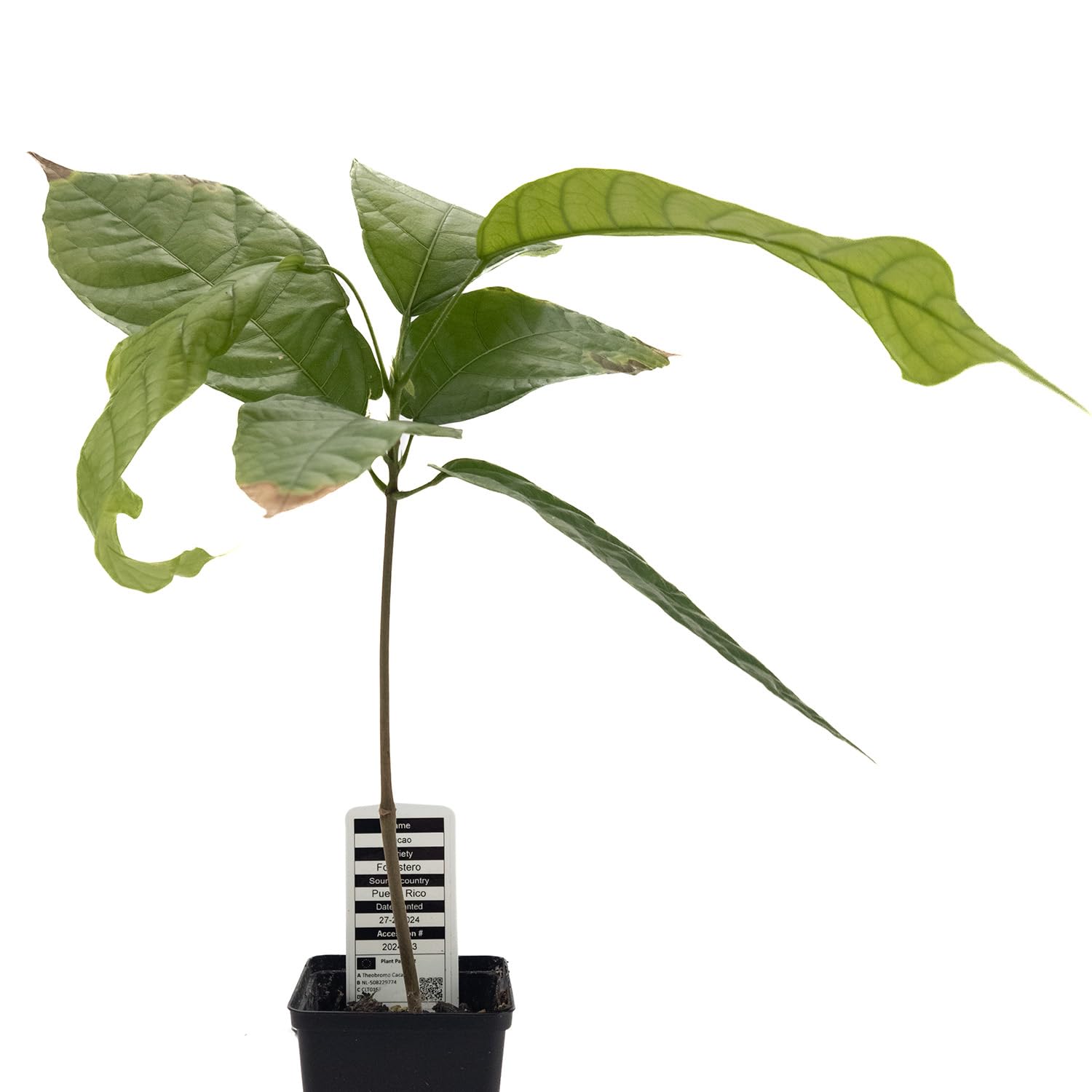 zimmerpflanzen für hydrokultur Bestelle 6 XXL Palmen auf Rollen fürs Büro – Green Me Up main image 1