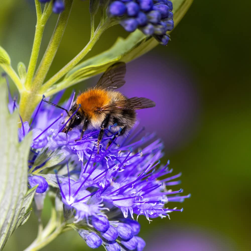 Caryopteris 'Sapphire Dream' Bluebeard Blue Blooms Golden-Yellow Foliage Hardy Shrub Easy to Grow Your Own Garden Flowers 2X 9cm Potted Plants by Thompson & Morgan (2)