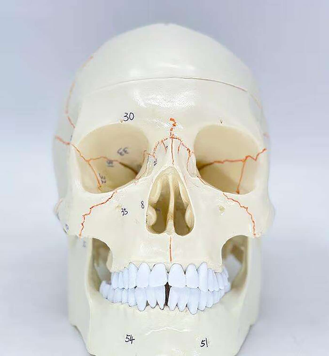 Amazon.co.jp: 人間の頭蓋骨と脳のモデル、脳の取り外し可能な